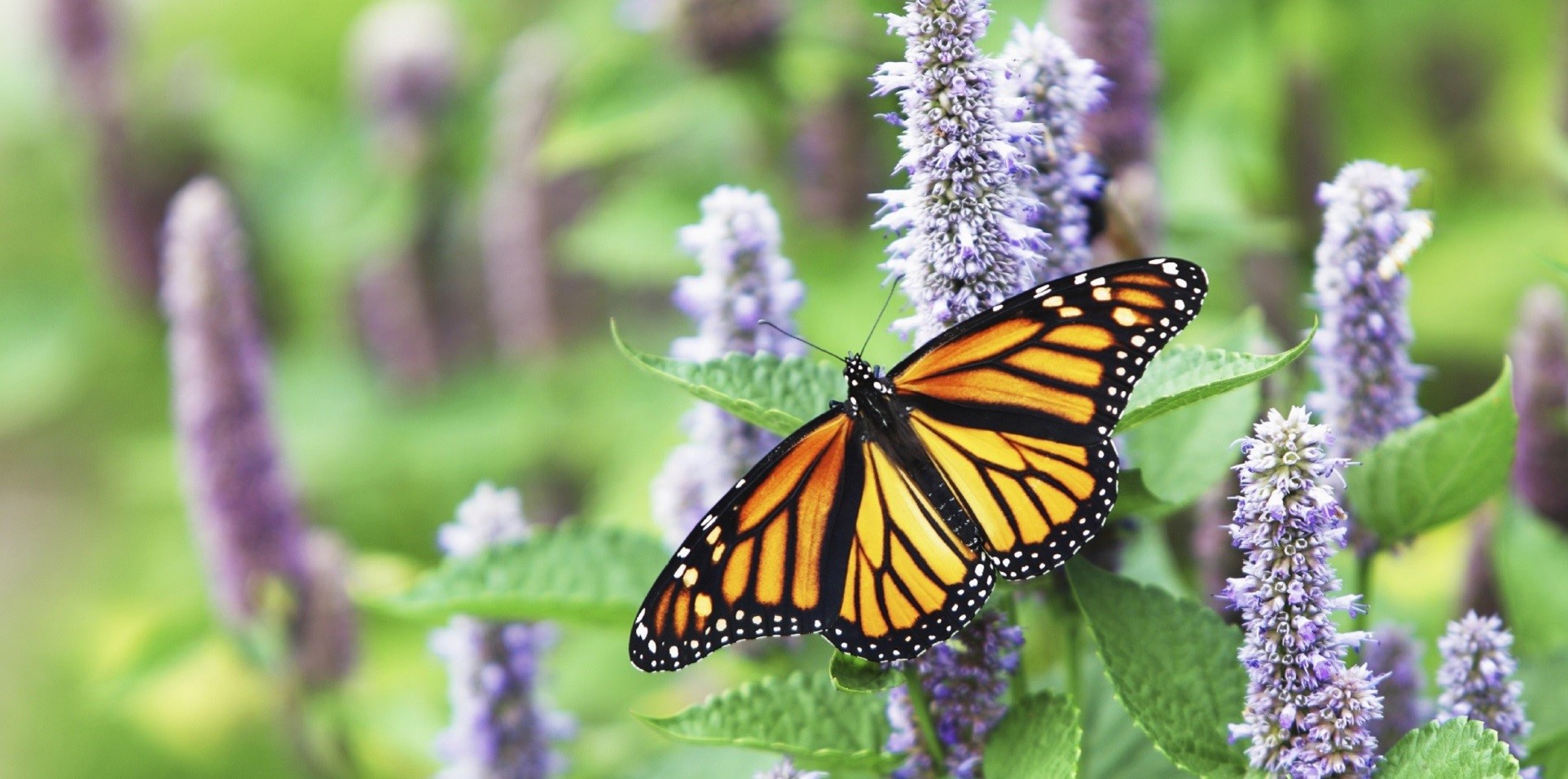 Get Involved in Wildlife Conservation - Monarch Nation