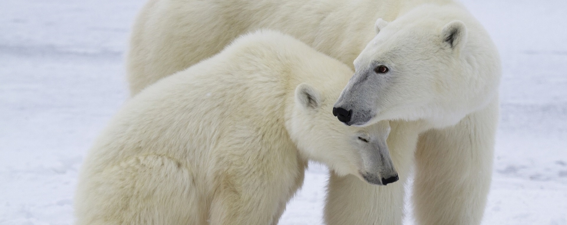 polar bear and cub